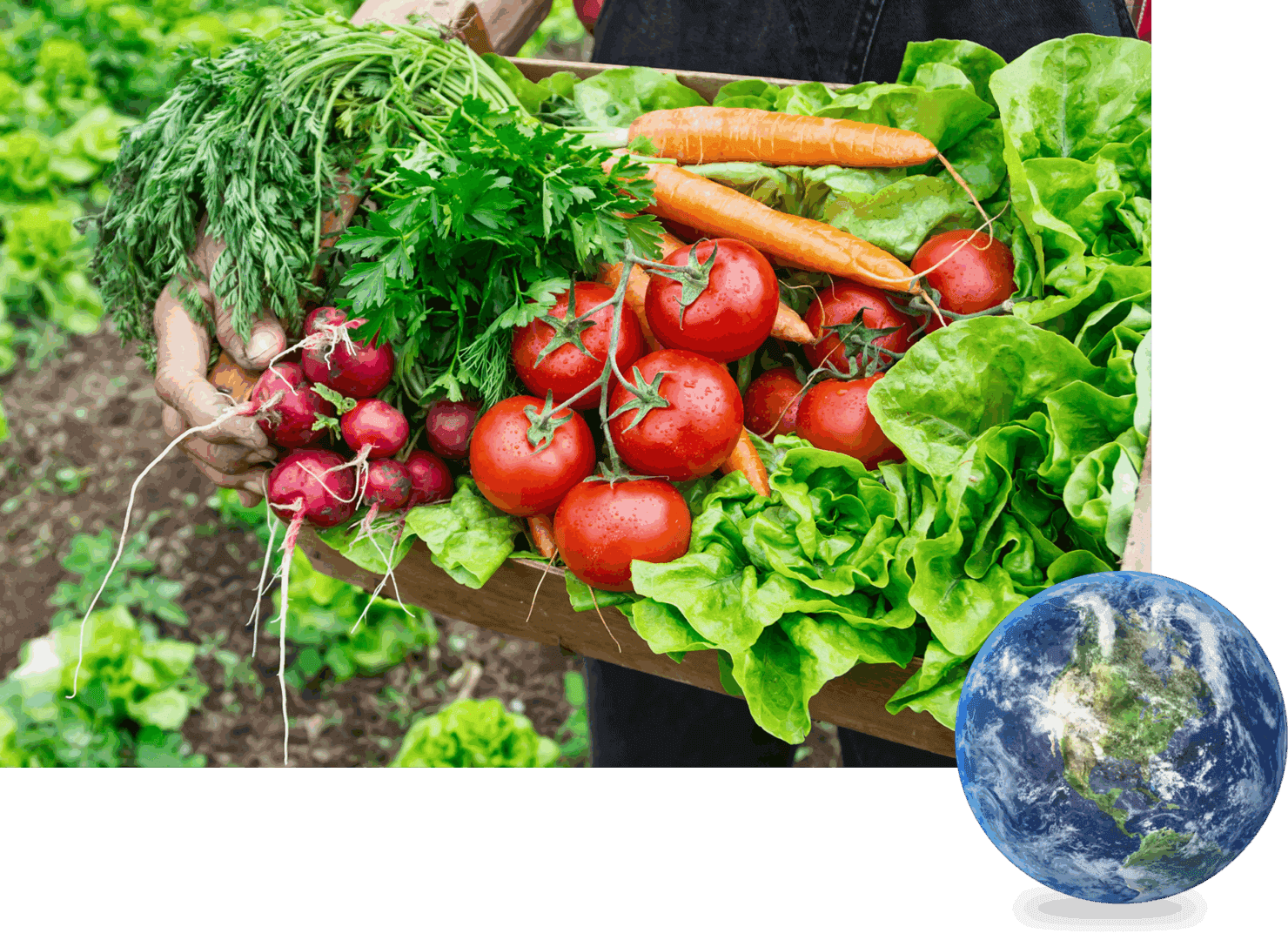 Fresh vegetables including tomatoes, carrots, radishes, and leafy greens in a basket.