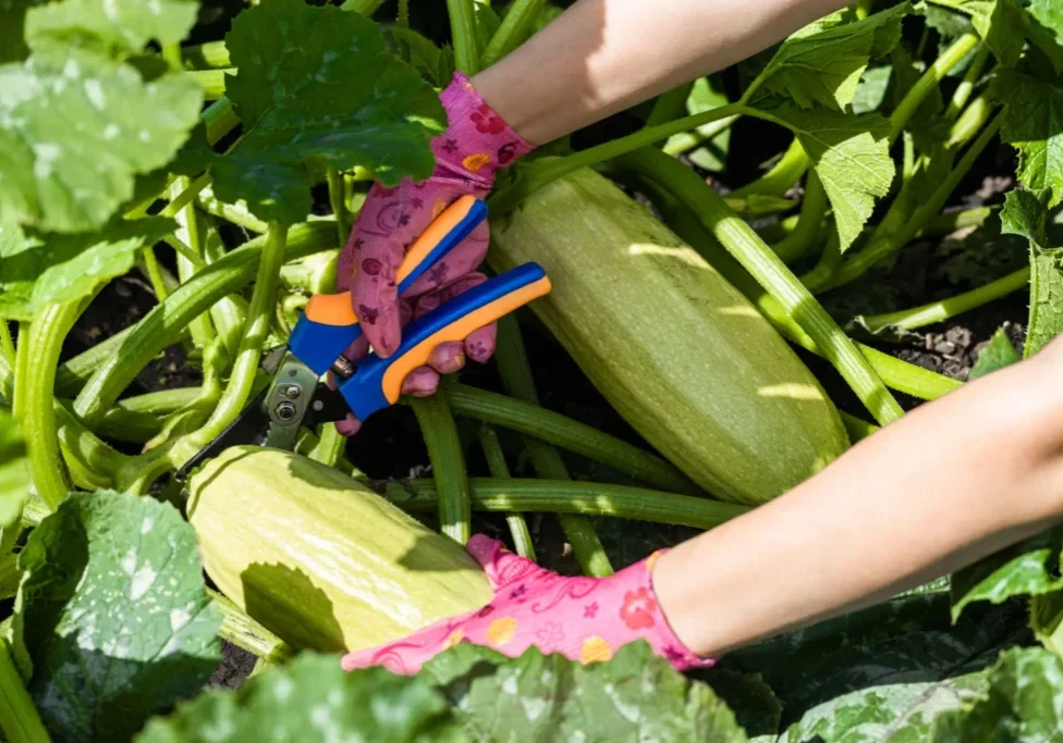 Hands with colorful gloves harvesting large zucchinis in a garden.