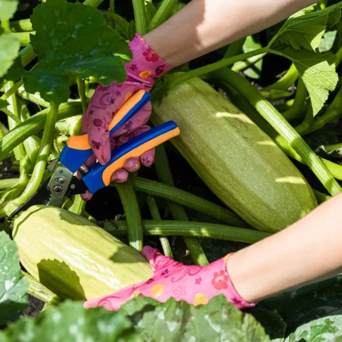 Hands with colorful gloves harvesting large zucchinis in a garden.