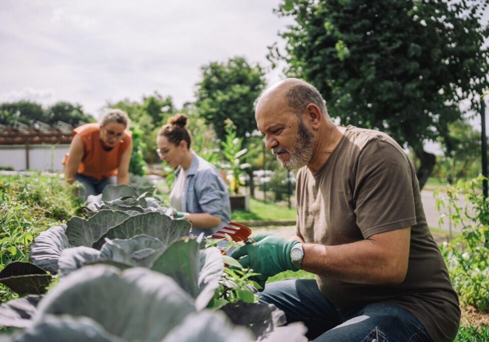 People gardening in a vegetable patch.