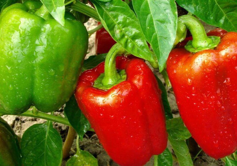 bell peppers