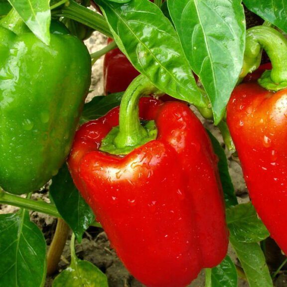 bell peppers