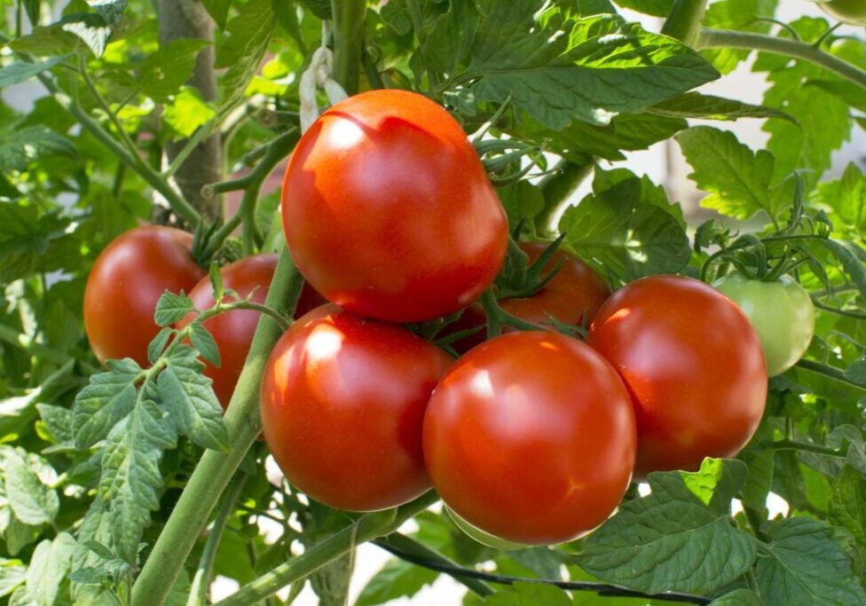 Cluster of ripe red tomatoes on vine