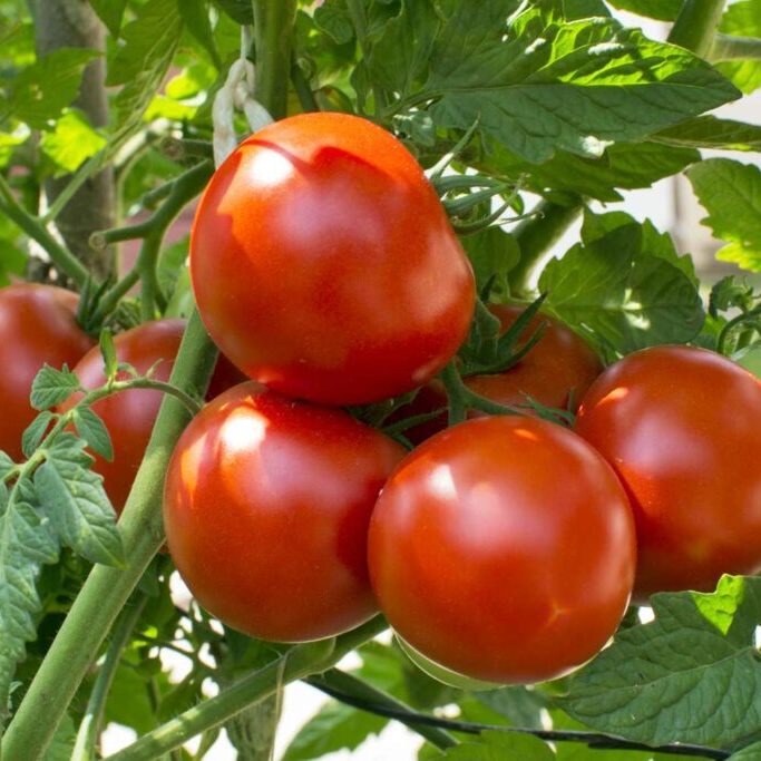 Cluster of ripe red tomatoes on vine