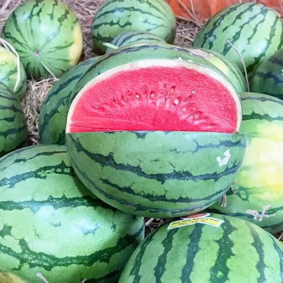 watermelon